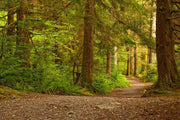 A trail in a park wall Mural Wall Mural-Landscapes & Nature-Eazywallz