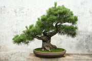 Bonsai tree Wall Mural-Zen-Eazywallz