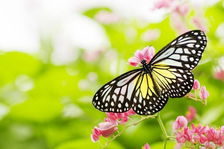 Butterfly on a flower Wall Mural-Animals & Wildlife,Florals,Macro,Featured Category of the Month-Eazywallz