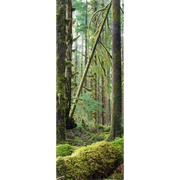 Decor de porte en mousse verte de la forêt profonde - Paysages et nature - Eazywallz