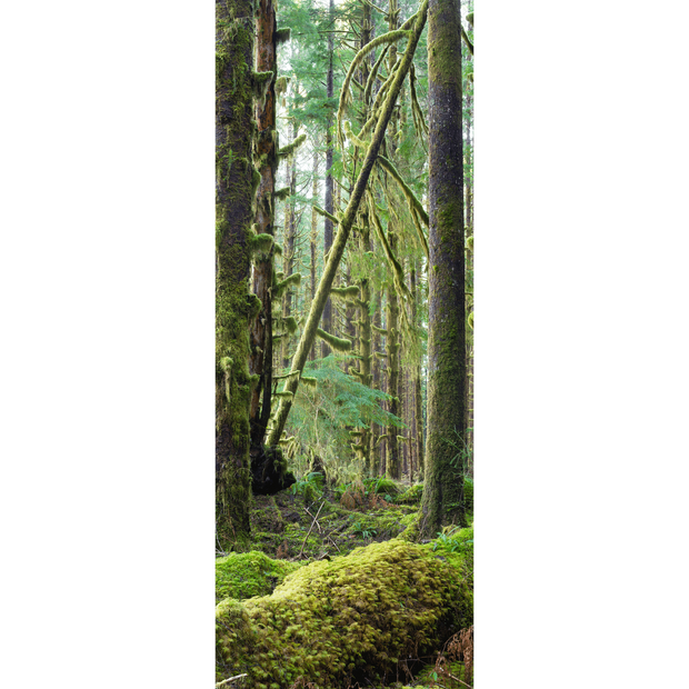 Decor de porte en mousse verte de la forêt profonde - Paysages et nature - Eazywallz
