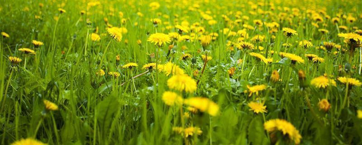 Field of Dandelions Wall Mural-Florals,Landscapes & Nature,Panoramic,Featured Category of the Month-Eazywallz