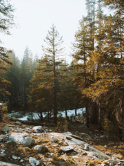 Golden Hour at Yosemite Park Wall Mural-Landscapes & Nature-Eazywallz