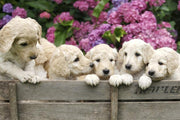 Golden Labradoodle Puppies Wall Mural-Animals & Wildlife-Eazywallz