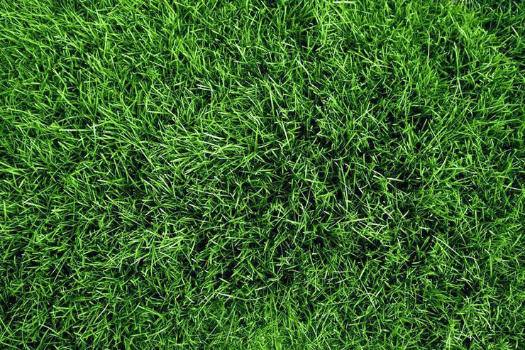 Green grass field Wall Mural-Textures-Eazywallz