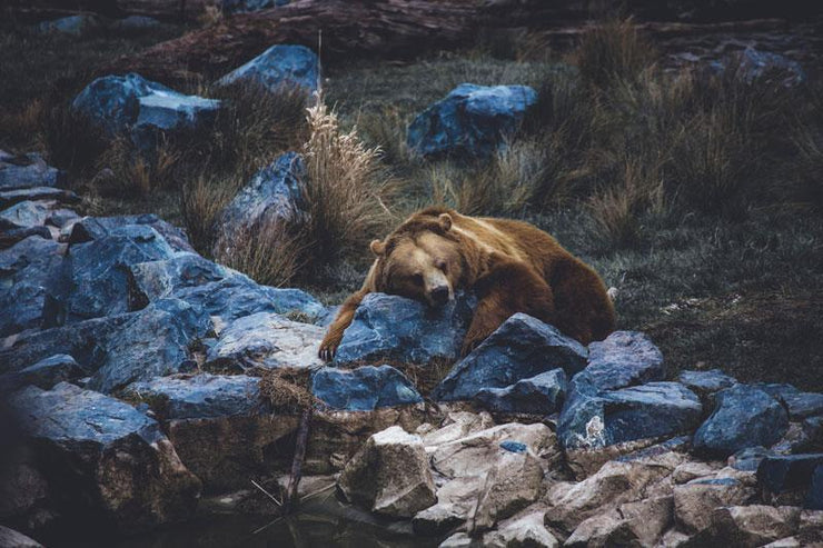 Lounging Brown Bear-Animals & Wildlife-Eazywallz