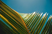 Palm Leaf Close up Wall Mural-Tropical & Beach-Eazywallz