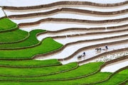 Plowing the Fields Wall Mural-Landscapes & Nature-Eazywallz                                