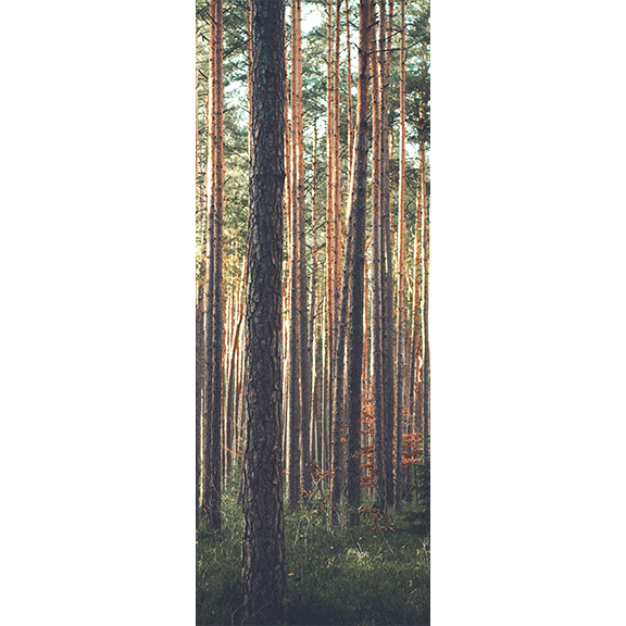 Red Wood Forest Door Mural-Landscapes & Nature-Eazywallz
