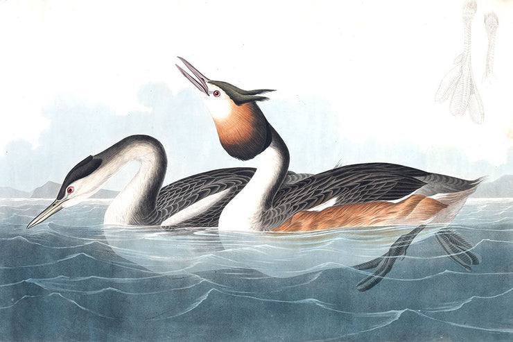 Papier Peint Canards Huppés