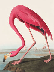 Papier Peint Flamingo