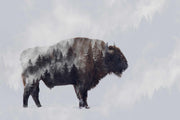 Photo Wallpaper Bison II