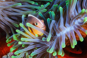 Photo Wallpaper Clownfish