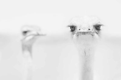 Photo Wallpaper Funny Ostrich