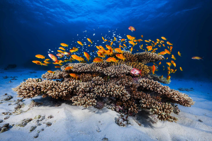 Photo Wallpaper Marine Life