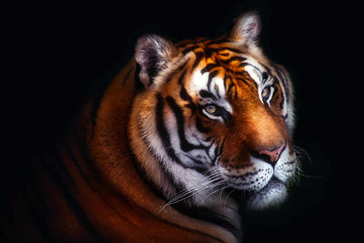 Photo Wallpaper The Tiger