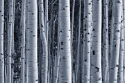 Aspen Birch Forest Wall Mural-Landscapes & Nature,Patterns,Textures,Best Rated Murals-Eazywallz