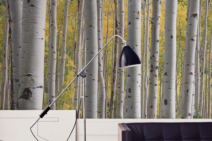 Aspen Birch Trees Wall Mural-Landscapes & Nature-Eazywallz