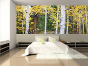 Aspen Trees wall Mural Wall Mural-Landscapes & Nature,Panoramic-Eazywallz