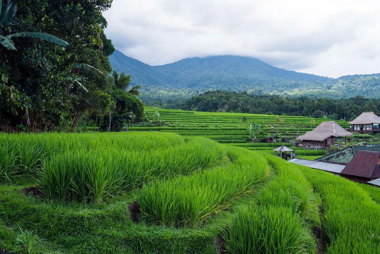 Balinese Landscape Wall Mural-Landscapes & Nature-Eazywallz