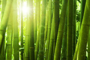 Bamboo forest with morning sunlight wall Mural Wall Mural-Landscapes & Nature,Zen-Eazywallz