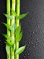 Bamboo Grove on Dark Background Wall Mural-Landscapes & Nature,Macro,Zen,Textures-Eazywallz