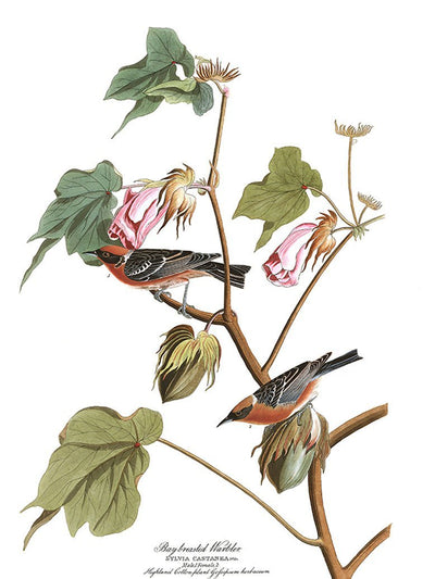 Bay Breasted Warbler Bird