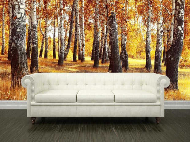 Birch Forest in Fall Wall Mural-Landscapes & Nature-Eazywallz