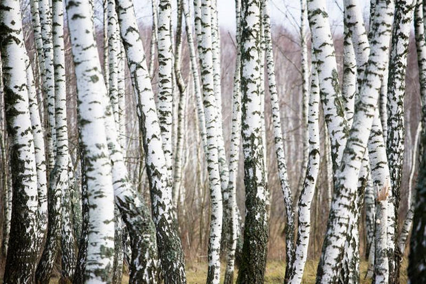 Birch forest Wall Mural-Landscapes & Nature-Eazywallz
