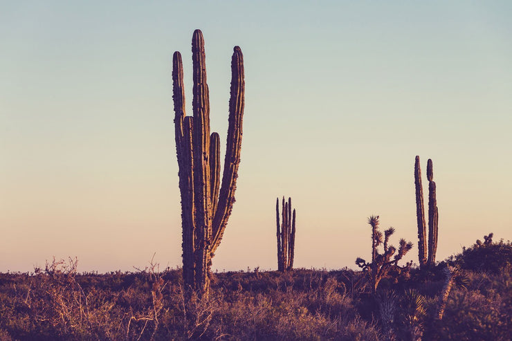 Cactus Under Sunset Wall Mural-Buildings & Landmarks,Landscapes & Nature,Staff Favourite Murals-Eazywallz