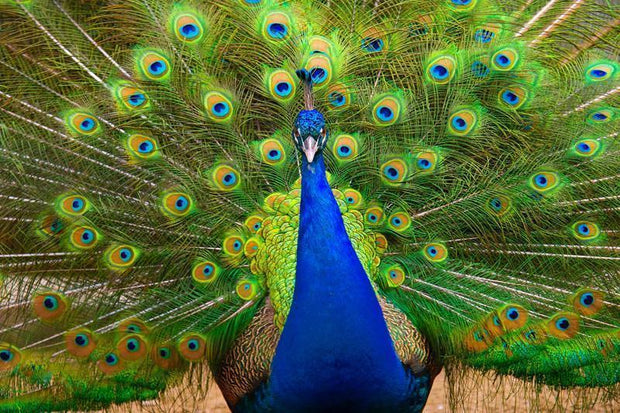 Colorful Peacock Wall Mural-Animals & Wildlife-Eazywallz