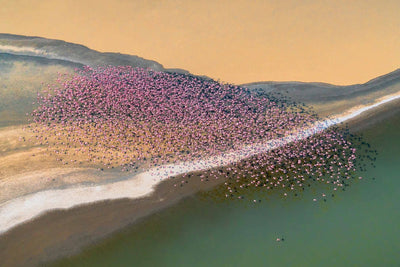 Photo Wallpaper Flamingos in the Sky II