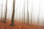 Foggy Autumn Forest Wall Mural-Landscapes & Nature-Eazywallz
