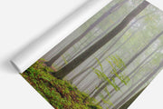 Foggy Forest Hill Wall Mural-Landscapes & Nature-Eazywallz