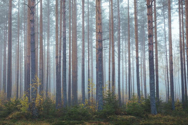 Foggy Morning Forest Wall Mural-Landscapes & Nature-Eazywallz