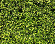 Garden hedge texture Wall Mural-Textures-Eazywallz
