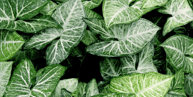Garden Leaf Table Skin-Landscapes & Nature-Eazywallz