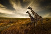 Giraffes and the landscape Wall Mural-Animals & Wildlife,Landscapes & Nature-Eazywallz