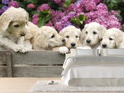 Golden Labradoodle Puppies Wall Mural-Animals & Wildlife-Eazywallz