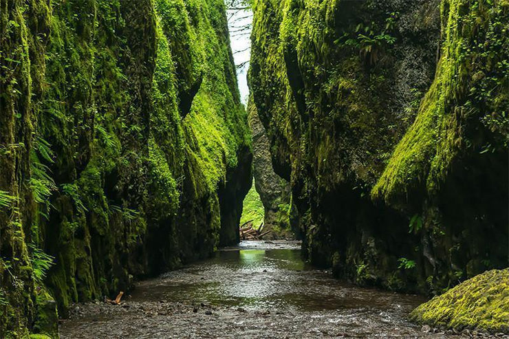 Green River Ravine Wall Mural-Landscapes & Nature-Eazywallz