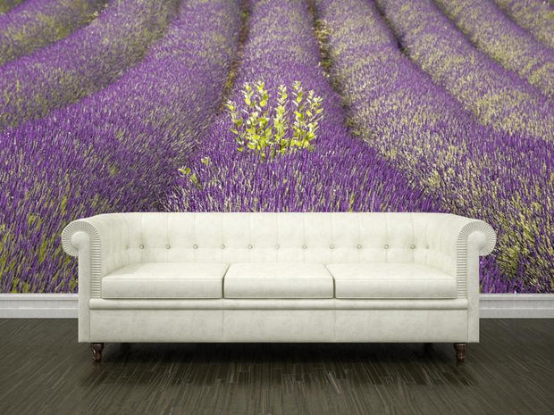 Lavender field in Provence Wall Mural-Florals,Landscapes & Nature,Featured Category of the Month-Eazywallz