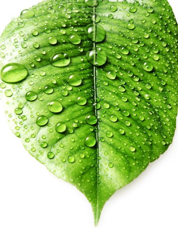Leaf with fresh water drops Wall Mural-Macro,Textures-Eazywallz
