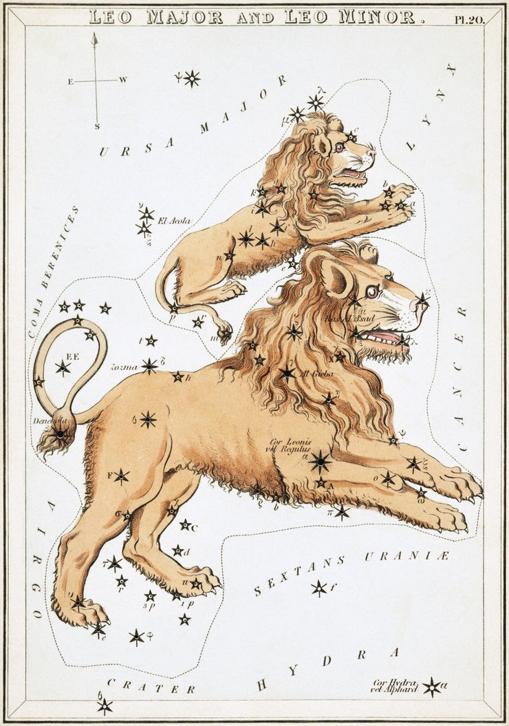 Leo Wall Mural-astrology-Eazywallz