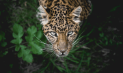 Leopard Eyes Table Skin-animals-Eazywallz