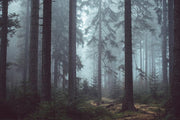 Mysterious Forest in Fog Wall Mural-Landscapes & Nature-Eazywallz