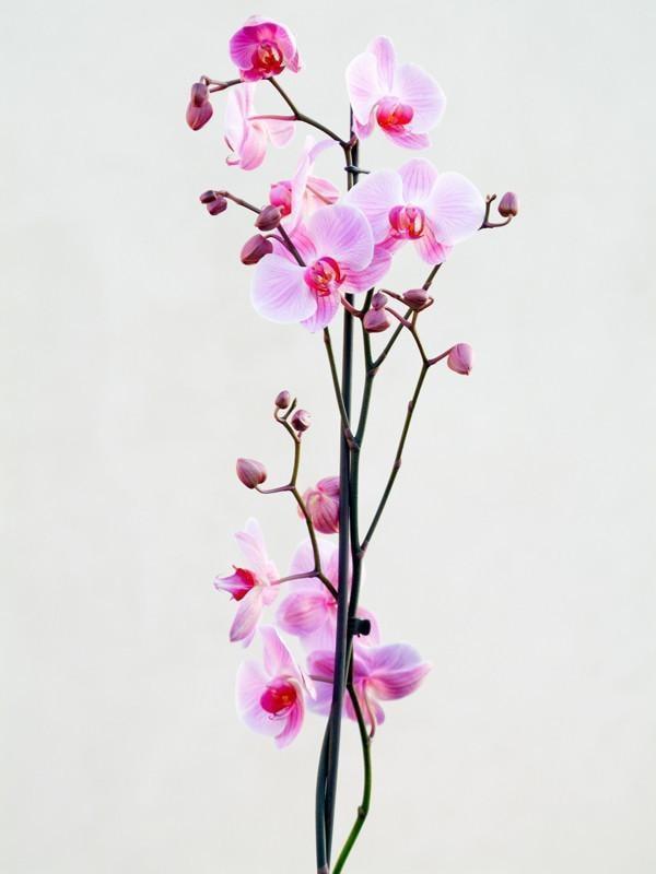 Potted orchid flower Wall Mural-Florals,Featured Category of the Month-Eazywallz