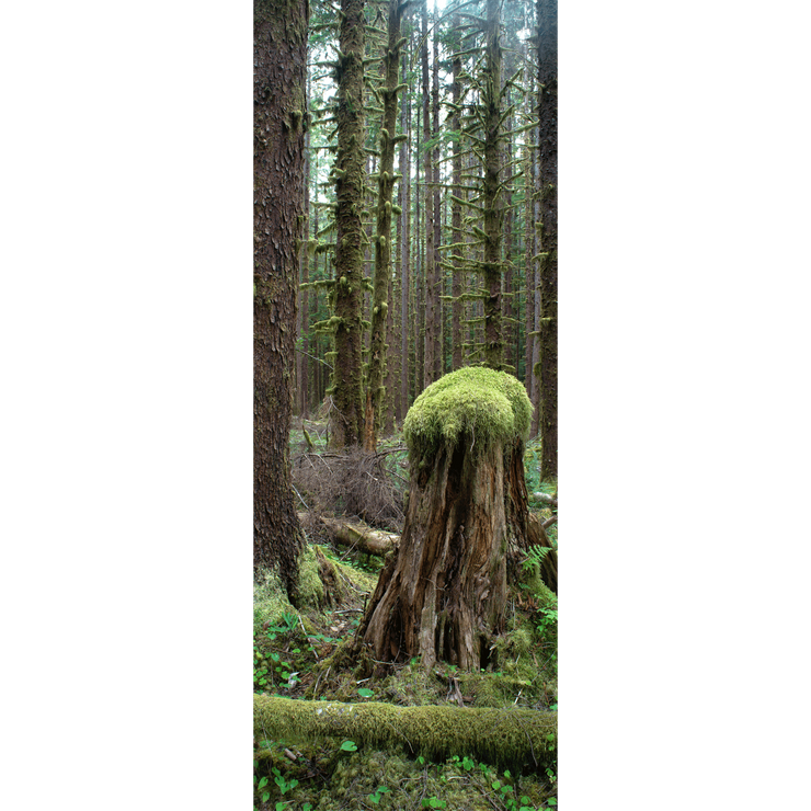 Rainforest Old Stump Door Mural-Landscapes & Nature-Eazywallz