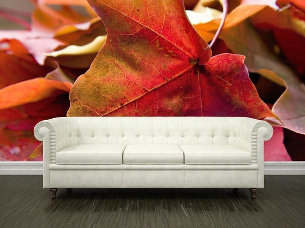 Red maple leaf Wall Mural-Textures-Eazywallz