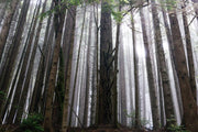 Redwood Forest Wallpaper Mural-Landscapes & Nature-Eazywallz