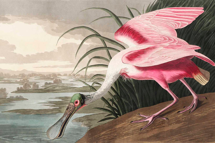 Roseate Spoonbill Wall Mural